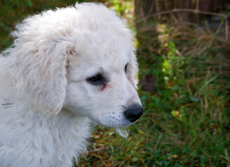 Purebred , male hungarian kuvasz puppy portrait shot outdoors, space for text.
