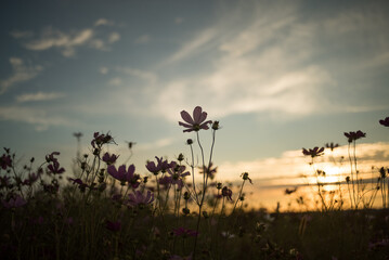 夕暮れ時のコスモス畑