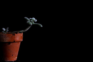 A dark photo of a home plant in a pot