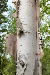 Alaska Paper Birch with peeling bark
