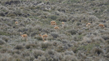 Vicuña oder Vikunja, Vicugna vicugna, im Chimborazo National Park, Ecuador