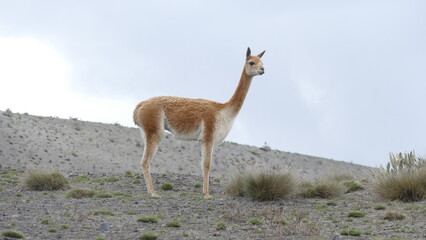 Vikunja oder Vicuña, Vicugna vicugna, im Chimborazo-Nationalpark, Ecuador