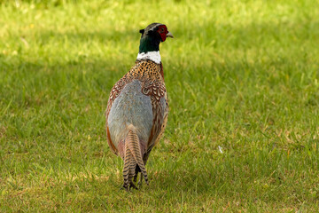 Male Ring necked Pheasant, phasianus colchicus, crossing grass meadow on Autumn afternoon
