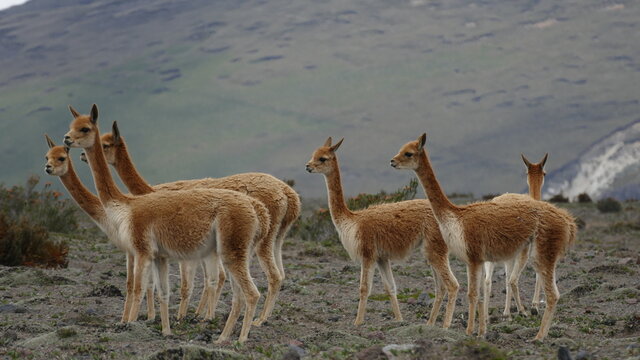 Vikunja oder Vicu&ntilde;a, Vicugna vicugna, im Chimborazo-Nationalpark, Ecuador