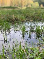 grass in the water