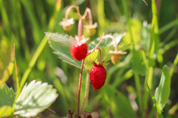 Agricultural industry. Young strawberry bushes. Young green strawberries in the garden.