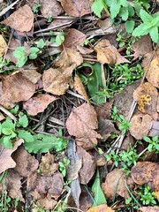 leaves on the ground