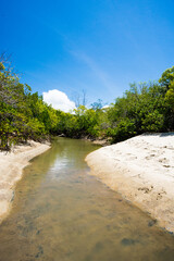 マングローブのビーチ