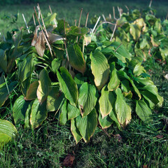 Green plants growing on a lawn