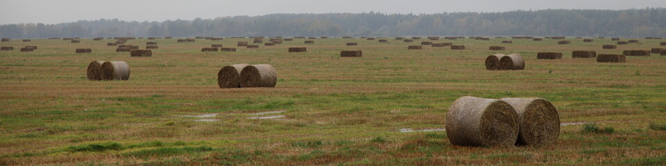 Rolls bale hay stacks on yellow field with forest on horizon on gray sky background, forage harvesting in Europe at autumn day, rural farm wide landscape