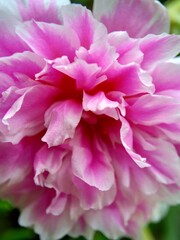 Portulaca flower with a natural background. Indonesian call it krokot