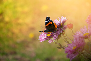 The photo shows a butterfly that sits on flowers in the sun.