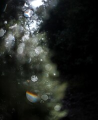 Water drops in the wood 