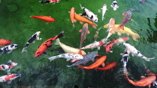 Colorful Koi fishes swimming in the lake. This is a ornamental carp decorated in a garden with a large lake