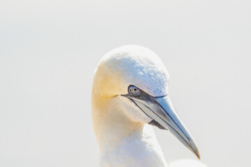 One wild bird head in the wild, Morus bassanus, Northern Gannet on the island of Heligoland on the North Sea in Germany
