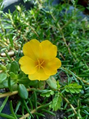 Portulaca flower with a natural background. Indonesian call it krokot