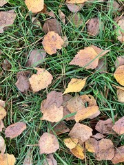 autumn leaves on the grass