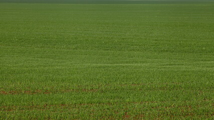 Green sown field on autumn day, texture for background