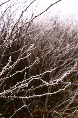 stark white frosted branches standing out in the cold countryside, dark background