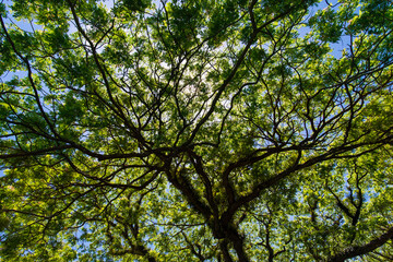 Fototapeta premium モスマンの木