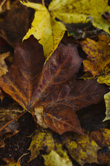 A maple leaf on the ground. Autumn leaves on the ground
