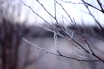 Fototapeta na wymiar beautiful nature background image from the forest, frost and cold closeup on branches, shallow depth of field