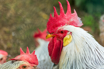 Hahn - Kopf - Profil - Detail