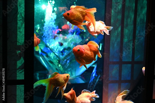 障子のある和風の水槽の中で泳ぐ日本の可愛い金魚達とライトアップ Animal Wall Mural Anim Satou Y1