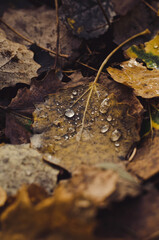 A leaf with drops on it on the ground. Autumn leaves on the ground