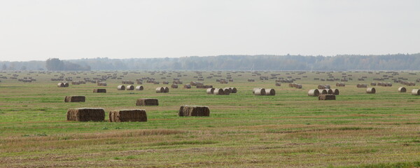 Fototapeta na wymiar Round and rectangular rolls bale hay stacks on yellow field with forest line on horizon on gray sky background, forage harvesting in Europe at autumn day, rural farm wide landscape