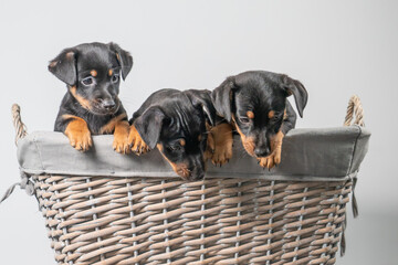 A portrait of three adorable Jack Russel Terrier puppies, in a wicker basket, isolated on a white background