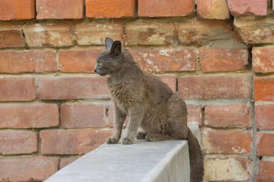 Beautiful alien young cat sitting on a parapet against brick wall
