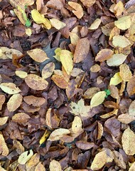 autumn leaves background