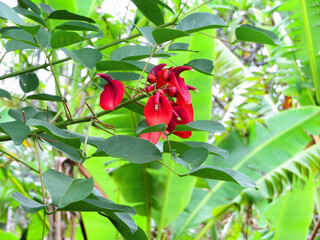 赤々と色付いたアメリカデイゴの花