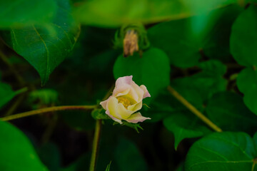 yellow colour cotton flower in cotton field
