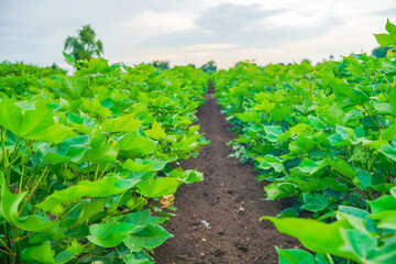 Fototapeta na wymiar Indian cotton field at rainy season
