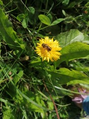 bee on sunflower