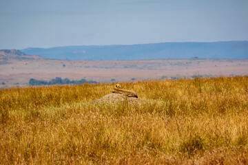 ケニアのマサイマラ国立保護区で見かけた、周辺の風景に溶け込むチーター