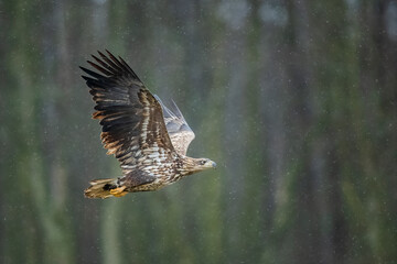 young white-tailed eagle in flight