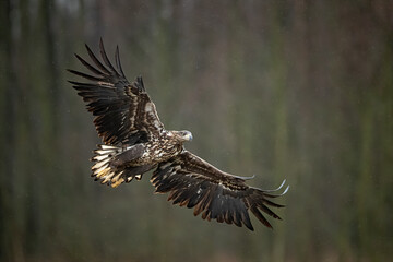 young white-tailed eagle in flight