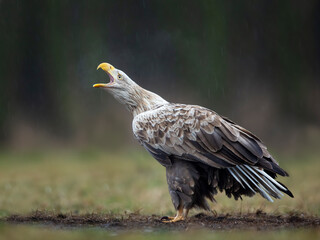 Fototapeta premium Adult white-tailed eagle