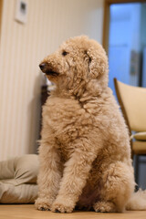 家の中でくつろぐ犬（ラブラドゥードル）