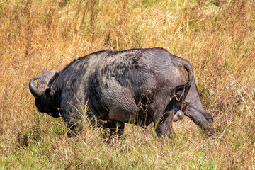 ケニアのマサイマラ 国立保護区で見かけたバッファロー