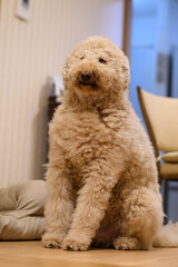 おすわりをする犬（ラブラドゥードル）