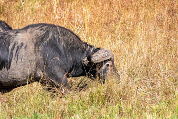 ケニアのマサイマラ 国立保護区で見かけた、バッファローの横顔