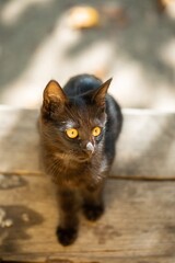 Black Cat outdoors close up photo