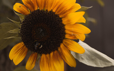 Naklejka premium bumblebee