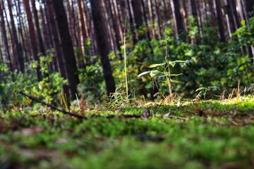 grass in the morning © Marcin