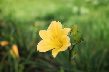 Fototapeta premium yellow flower