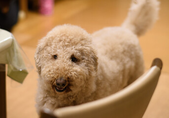 家の中でくつろぐ犬（ラブラドゥードル）